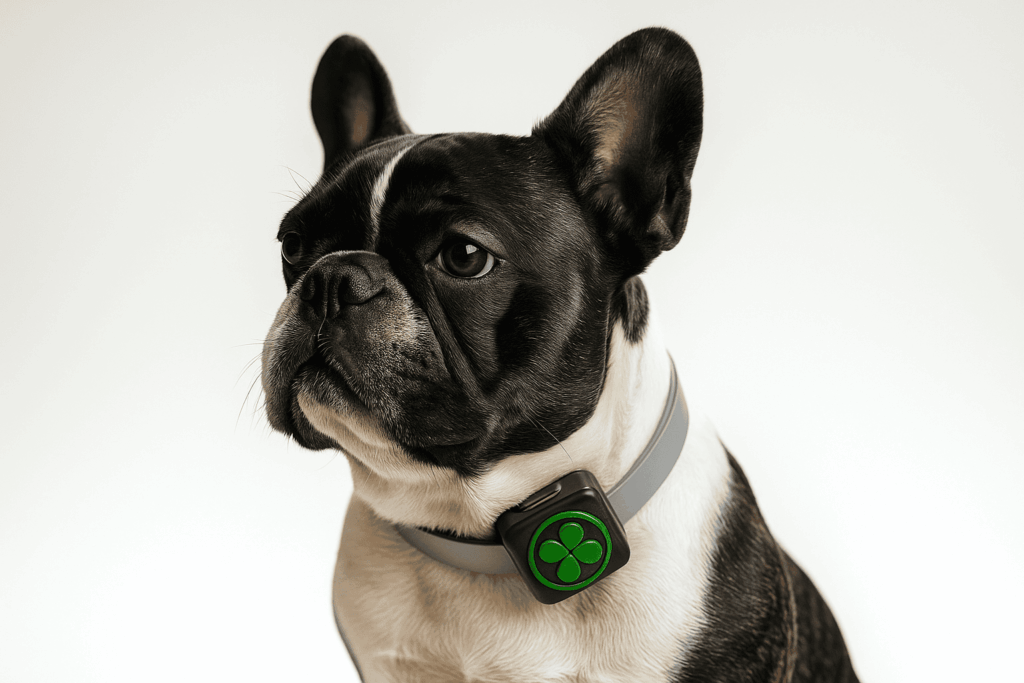 prototipos para perros